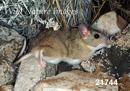 White-toothed Woodrat (Neotoma leucodon)